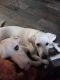 Labrador Retriever Puppies for sale in South Oklahoma City, Oklahoma City, OK, USA. price: NA