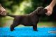 Labrador Retriever Puppies for sale in California City, CA, USA. price: $2,900