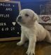 Labrador Retriever Puppies for sale in Humboldt, TN 38343, USA. price: $650