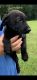 Labrador Retriever Puppies for sale in Prattville, AL, USA. price: $500,700