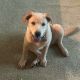 Labrador Retriever Puppies for sale in 6680 Bennett Creek Dr, Jacksonville, FL 32216, USA. price: NA