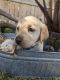 Labrador Retriever Puppies for sale in St Anthony, ID 83445, USA. price: NA