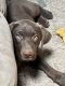 Labrador Retriever Puppies for sale in Vernal, UT 84078, USA. price: $400