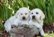 Labrador Retriever Puppies for sale in Pauma Valley, CA 92061, USA. price: $1,500