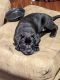 Labrador Retriever Puppies for sale in 10602 Edgewood Dr, Bastrop, LA 71220, USA. price: NA
