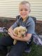 Labrador Retriever Puppies for sale in St Anthony, ID 83445, USA. price: NA