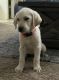 Labrador Retriever Puppies for sale in Moreno Valley, CA, USA. price: $700