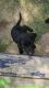 Labrador Retriever Puppies for sale in Kennewick, WA, USA. price: NA