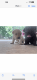 Labrador Retriever Puppies for sale in Douglas, AL, USA. price: $500