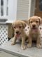 Labrador Retriever Puppies for sale in NO FORT MYERS, FL 33917, USA. price: NA