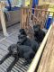 Labrador Retriever Puppies for sale in Chesterfield, MI 48051, USA. price: $1,200