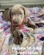 Labrador Retriever Puppies for sale in Hope, AR 71801, USA. price: $450