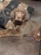 Labrador Retriever Puppies for sale in Boise, ID, USA. price: $700
