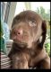 Labrador Retriever Puppies for sale in Richmond, VA 23238, USA. price: $1,200