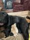 Labrador Retriever Puppies for sale in Richford, VT 05476, USA. price: $1,500