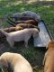 Labrador Retriever Puppies for sale in Ozone, AR 72854, USA. price: $700