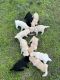 Labrador Retriever Puppies for sale in Grand Rapids, MI, USA. price: $600