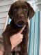 Labrador Retriever Puppies for sale in Kenton, OH 43326, USA. price: $400
