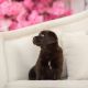 Labrador Retriever Puppies for sale in New York, NY, USA. price: $500
