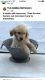 Labrador Retriever Puppies for sale in Springtown, TX 76082, USA. price: $500