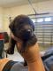 Labrador Retriever Puppies for sale in Farmville, NC 27828, USA. price: NA