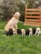 Labrador Retriever Puppies for sale in 8 Hornbeam Dr, Moorestown, NJ 08057, USA. price: $750