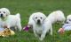 Labrador Retriever Puppies for sale in New York, NY, USA. price: $1,250