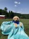 Labrador Retriever Puppies for sale in Sunbury, PA 17801, USA. price: $600