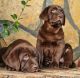 Labrador Retriever Puppies for sale in New York, NY, USA. price: $1,450