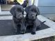 Labrador Retriever Puppies for sale in Spokane Valley, WA, USA. price: $800