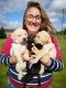 Labrador Retriever Puppies for sale in Trenton, NJ, USA. price: NA