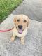 Labrador Retriever Puppies for sale in Beltsville, MD, USA. price: NA