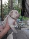 Labrador Retriever Puppies for sale in Sarasota, FL, USA. price: NA