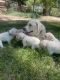 Labrador Retriever Puppies for sale in Reno, NV, USA. price: $700