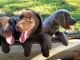 Labrador Retriever Puppies for sale in Ozone, AR 72854, USA. price: $700