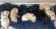 Labrador Retriever Puppies for sale in Charlotte, NC, USA. price: $1,000