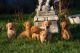Labrador Retriever Puppies for sale in New York, NY, USA. price: $700