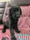 Labrador Retriever Puppies for sale in Bealeton, VA 22712, USA. price: $600