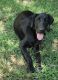 Labrador Retriever Puppies for sale in Decatur, GA 30035, USA. price: $300