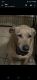 Labrador Retriever Puppies for sale in Davenport, FL, USA. price: NA