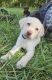 Labrador Retriever Puppies for sale in Deer Lodge, TN 37726, USA. price: NA
