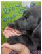 Labrador Retriever Puppies for sale in Duff Rd, LaFollette, TN 37729, USA. price: $30,000
