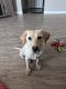 Labrador Retriever Puppies for sale in Turlock, CA, USA. price: $450