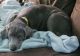 Labrador Retriever Puppies for sale in Lancaster, PA, USA. price: $495