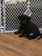 Labrador Retriever Puppies for sale in Sherwood, AR, USA. price: NA
