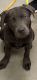 Labrador Retriever Puppies for sale in Sherwood, AR, USA. price: $800