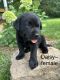 Labrador Retriever Puppies for sale in Munfordville, KY 42765, USA. price: NA