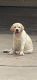 Labrador Retriever Puppies for sale in Houston, TX, USA. price: $1,000