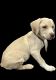 Labrador Retriever Puppies for sale in Washington, DC, USA. price: $400