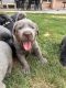 Labrador Retriever Puppies for sale in Phoenix, AZ, USA. price: $2,000